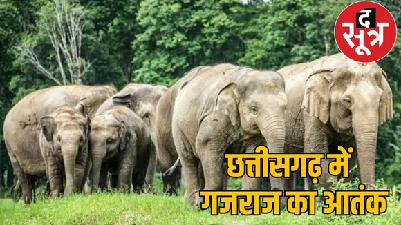 Elephants trampled old man death sarguja