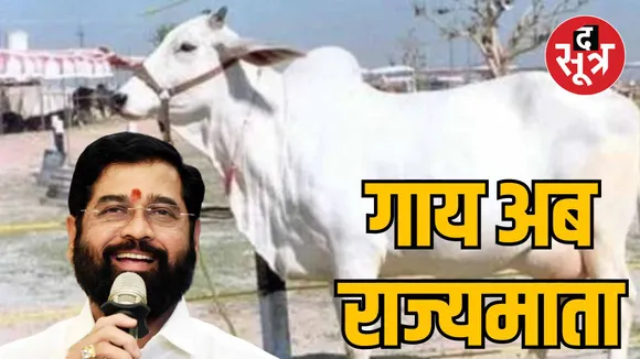 Maharashtra Shinde government indigenous cow mother of state status