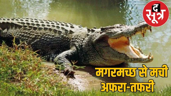 Crocodile seen in field farmer got worried korba