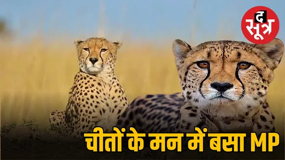 MP के चीते