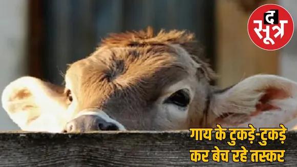 cut cow into pieces distributed supplying meat korba