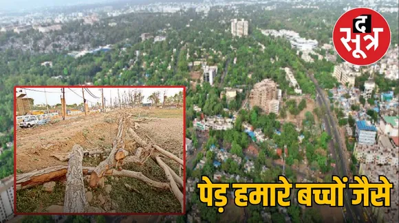 29 thousand trees sacrificed