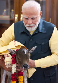 पहले भी प्रधानमंत्री आवास से पीएम मोदी के गाय के साथ वीडियो और तस्वीर सामने आते रहे हैं। लेकिन इस गाय के बच्चे के साथ पीएम मोदी का वीडियो काफी वायरल हो रहा है। 