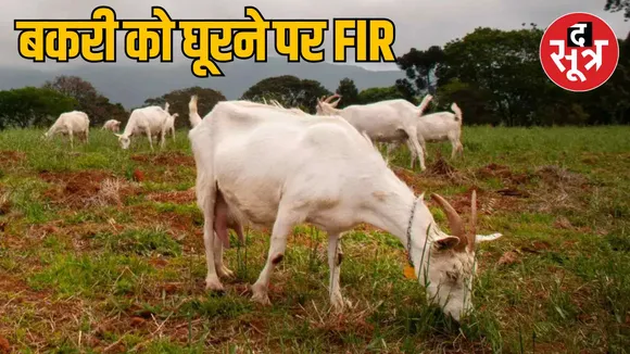 Case of assault for staring at goat in Jabalpur