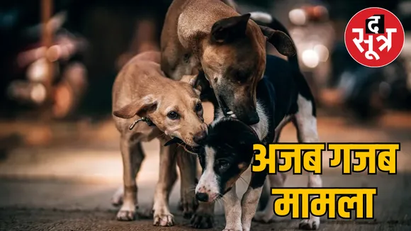  dogs