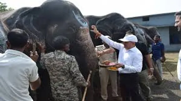 पन्ना टाइगर रिजर्व में हाथियों को मिली छुट्टी, तेल मालिश कराकर होंगे तरोताजा