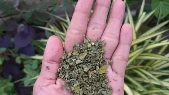 हेल्थ टिप्स: दिल को स्वस्थ रखने से लेकर डायबिटीज कंट्रोल तक कसूरी मेथी के फायदे 