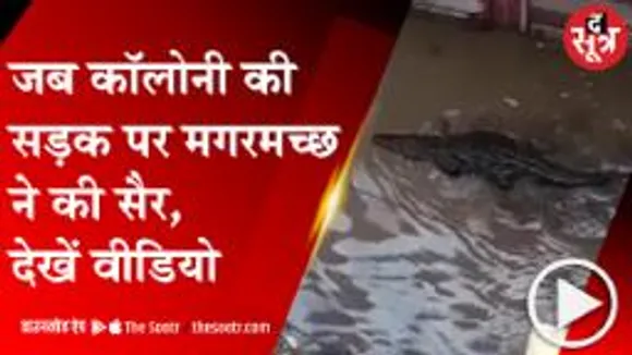 MP: भारी बारिश के बाद सड़क पर मगरमच्छ, कॉलोनी में की सैर; देखें वीडियो 