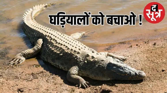 घड़ियालों की विशेष नस्ल को बचाने की कोशिशों पर भारी चंबल का रेत माफिया, नवजातों पर बड़ा खतरा