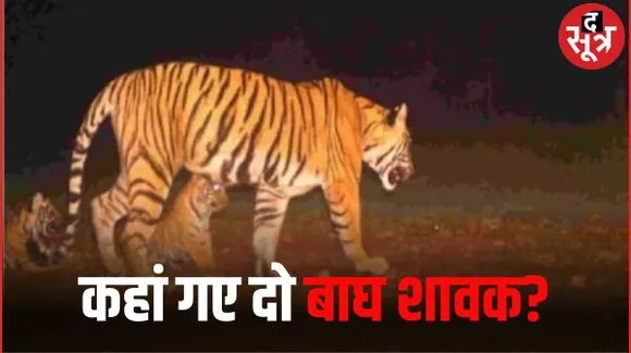 नौरादेही अभयारण्य में बाघिन एन-112 के दो शावक हुए लापता, पहली बार मां बनी है एन-112, नर बाघ द्वारा मारे जाने का शक