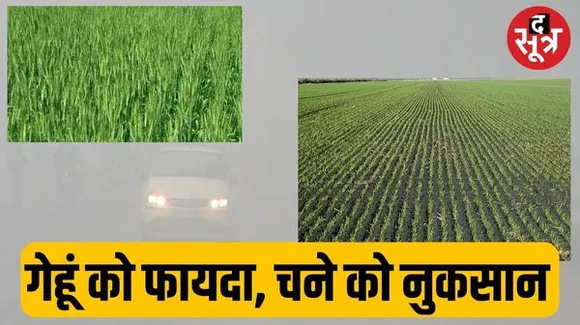 मावठा से गेहूं में होगी ग्रोथ, चना-मसूर में नुकसान का डर, सरसों पर हो सकता है माहू का अटैक, आलू में फंगस लगने की आशंका