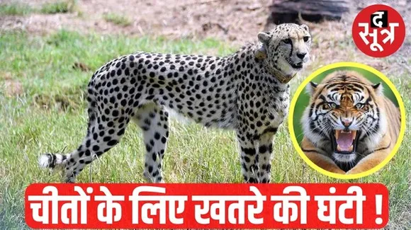 रणथंभौर नेशनल पार्क से लापता बाघ की 7 महीने बाद कूनो में मिली लोकेशन, चीते सामने आए तो हो सकती है फाइट