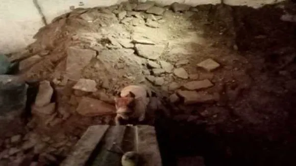 MP: बदमाशों ने खजाने के लालच में खोद डाला मंदिर, कुछ नहीं मिला तो पुजारी को लूटकर भागे