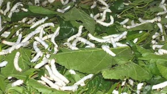 लाख से लखपति: लाख कीट की खेती से होगा मुनाफा, राज्य लाख खेती के लिए अनुकूल