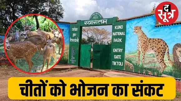 कूनो नेशनल पार्क में चीतों को भोजन का संकट, शिकार के लिए एक वर्ग किमी में होना चाहिए 27 चीतल, हैं सिर्फ 16