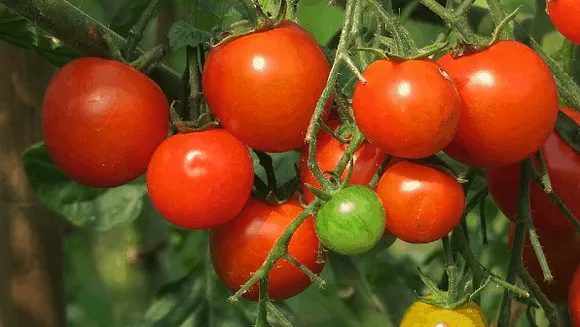 अचानक उछाल : हिमाचल के किसानों के चेहरे पर लौटी रौनक, तीन गुना बढ़ा दाम
