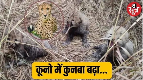 कूनो नेशनल पार्क से 20 दिन में आई दूसरी बड़ी खुशखबरी, चीता ज्वाला ने 3 शावकों को दिया जन्म