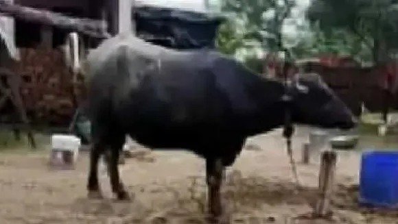 सोशल मीडिया से मिली भैंस: बाढ़ में बहकर आई भैंस को तीन लोगों ने पकड़ा, बंटवारे पर विवाद

