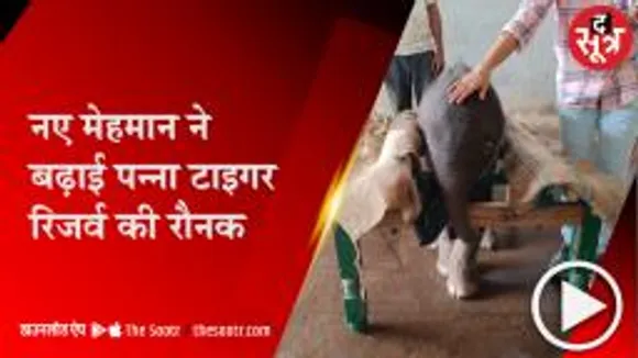 पन्ना:टाइगर रिजर्व में बढ़ा हाथियों का कुनबा, हथिनी केनकली ने दिया बच्चे को जन्म