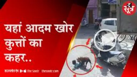 मासूमों को निशाना बना रहे आवारा कुत्ते, जगह जगह से मिल रही शिकायत  