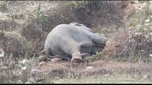 छत्तीसगढ़: घरों में तोड़फोड़ के बाद जंगल में बेहोश मिले 7 हाथी, कीटनाशक पीने का शक 