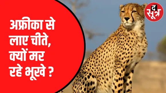 एक वर्ग किमी के दायरे में 16 चीतल बचे