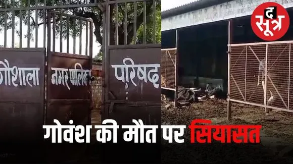 शिवपुरी में नगर पालिका की लापरवाही से गोशाला में 14 गोवंश की मौत हुई, लोगों में आक्रोश, राजनीति भी शुरु हुई
