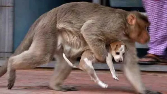 बंदरों का खूनी बदला: 80 कुत्तों को बिल्डिंग से गिराकर मारा, इंटरनेट पर Monkey Vs Dog