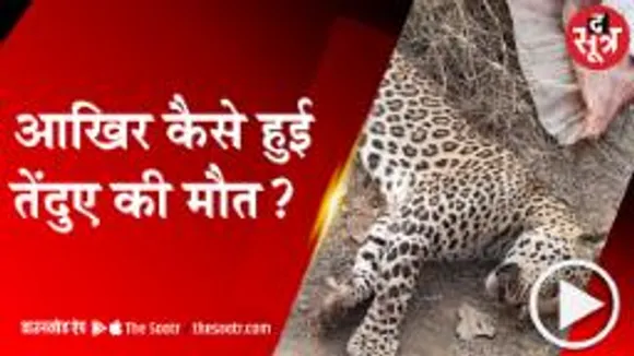 पन्ना: जंगल से रिहायशी इलाके में पहुंचा तेंदुआ, हुई दर्दनाक मौत! 
