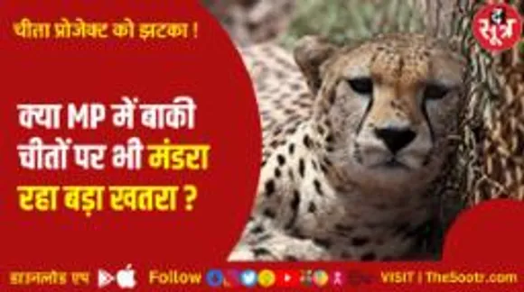मप्र में 100 करोड़ के चीता प्रोजेक्ट और चीतों की मौत पर क्यों उठ रहे सवाल?