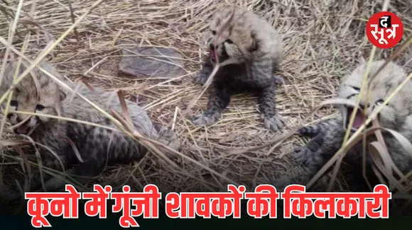 नए साल में कूनो नेशनल पार्क से आई खुशखबरी, चीता आशा ने 3 शावकों को दिया जन्म