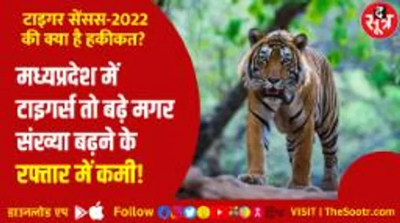 टाइगर सेंसस-2022 का सच... क्या टाइगर्स की बढ़ती मौतें और पोचिंग हैं संख्या बढ़ने की रफ्तार में कमी के कारण?