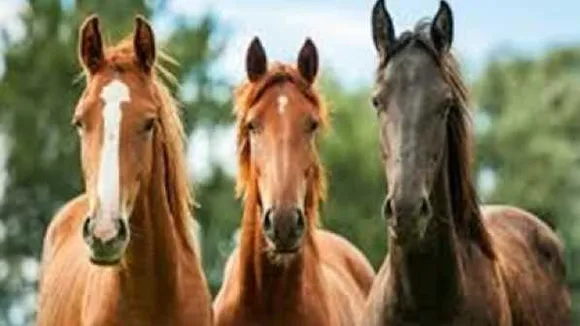 ग्लैंडर्स रोग का खतरा: इंदौर, भोपाल समेत 4 जिलों में घोड़ों पर प्रतिबंध, इस रोग से इंसानों को भी खतरा