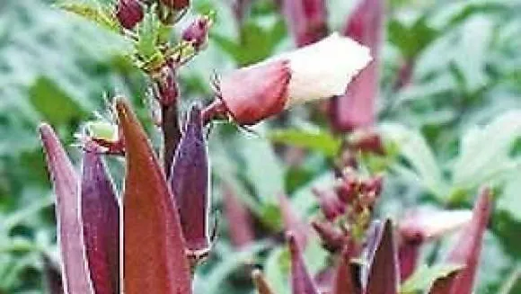 Red Ladyfinger: एमपी में मिलेगी लाल भिंडी, कीमत 800 रुपए किलो 