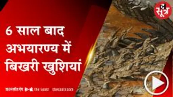 सीधी: सोन घड़ियाल अभयारण्य में 72 घड़ियालों का जन्म, अठखेलियों से गुलजार हुआ घाट