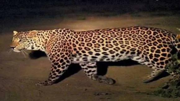 भोपाल में तेंदुआ: स्वर्ण जयंती पार्क में देखे जाने की सूचना, वन विभाग पड़ताल में जुटा