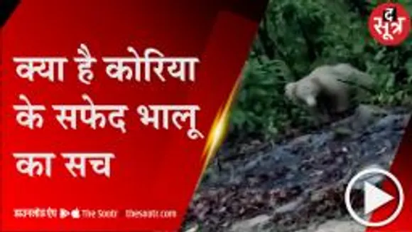 KORIYA: गेल्हापानी के जंगलों में घूमता दिखा सफेद भालू, वीडियो हुआ वायरल 