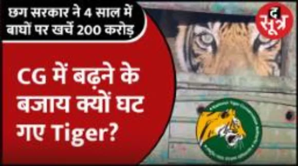 Chhattisgarh सरकार ने बाघों पर खर्ची जनता की कमाई, मगर बाघ तो घट गए, NTCA के आंकड़ों ने चौंकाया