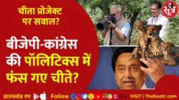 क्या भारत में राजनीति के शिकार हो गए चीते, एक्सपर्ट्स ने चीतों को लेकर क्या दी वॉर्निंग ?