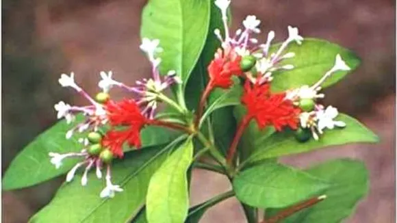 किसानों का फायदा: औषधीय पोधों की मांग, इसकी खेती से मिलेगा लाखों में फायदा