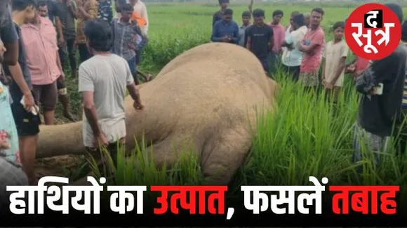 छत्तीसगढ़ में हाथियों का गांव में उत्पात, दो घरों को तोड़ा, एक दर्जन किसानों की फसलें तबाह, एक हाथी की मौत