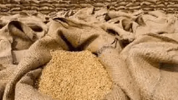 आविष्कार: जलवायु के अनुरूप गेहूं की 20 नई प्रजातियां खोजीं, फैलोशिप से मिली मदद