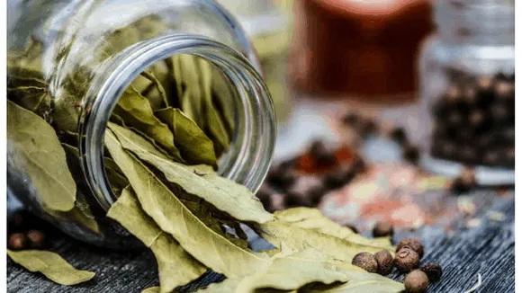 तेज पत्ते के फायदे: डाइबिटीज कंट्रोल करता है, अनिद्रा की शिकायत भी नहीं होती