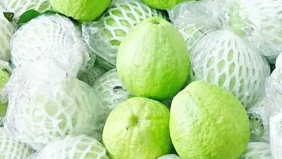 
थाई अमरूद: अमरूद की खेती से फायदा, वैज्ञानिक विधियों से हो रहा मुनाफा
