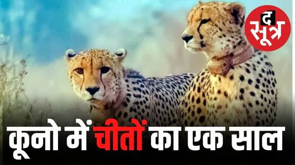 चीतों को फिर से भारत में बसाने की योजना का एक साल, कूनो नेशनल पार्क में हुई थी चीता प्रोजेक्ट की शुरूआत, एक साल में 9 चीतों की मौत