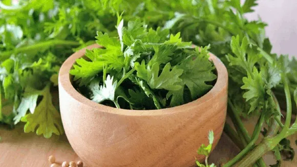 चमत्कारिक धनिया: पथरी के लिए फायदेमंद है, पेट की समस्याओं के लिए भी रामबाण