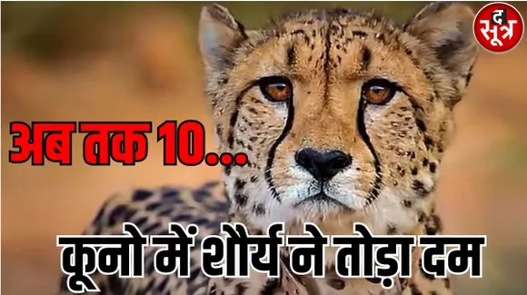 नामीबिया से लाए एक और चीते ने तोड़ा दम, पोस्टमार्टम के बाद होगा चीता शौर्य की मौत का खुलासा