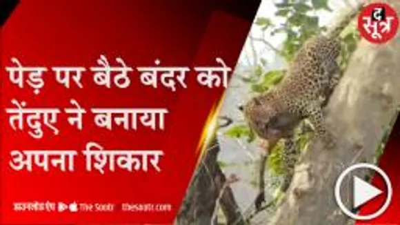 पन्ना: टाइगर रिजर्व में तेंदुए ने पेड़ पर चढ़कर किया बंदर का शिकार, देखें वीडियो