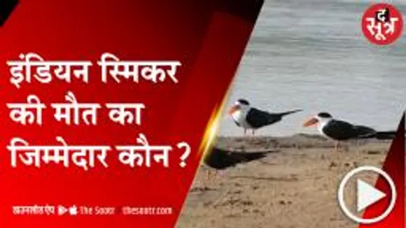 भिंड: प्रशासन की लापरवाही से चंबल में मारे गए करीब एक हजार इंडियन स्किमर 