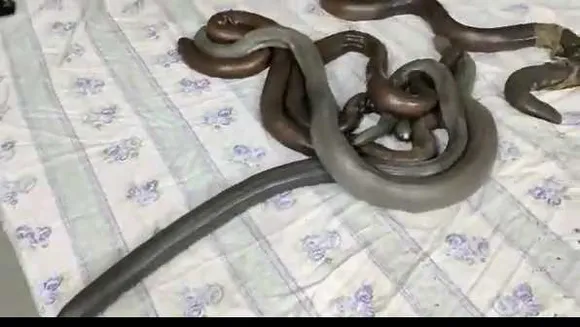 STF की कार्रवाई: 4 तस्करों से 5 करोड़ के दो मुहां सांप जब्त, मर्दाना ताकत बढ़ाने में उपयोग